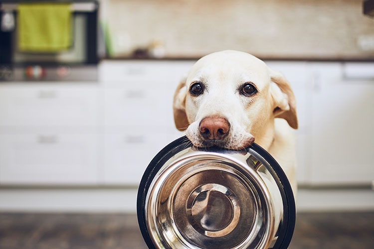A labrador retreiver holding a food bowl in his mouth.
